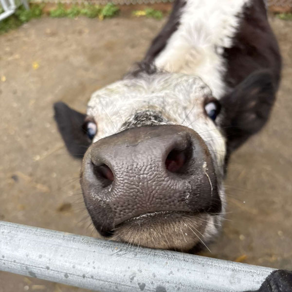 cattle