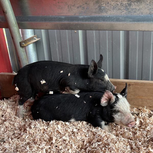 pigs
