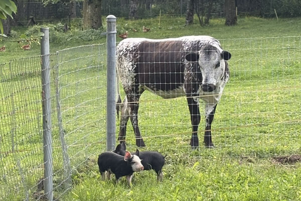 family cattle livestock farm