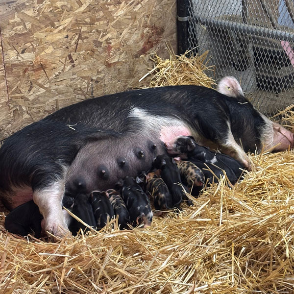 new piglets